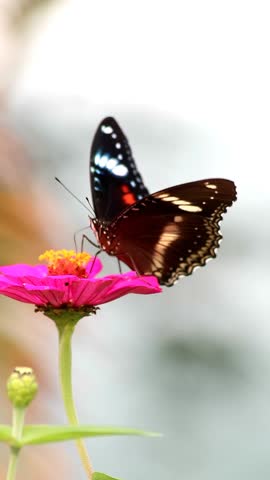 Camera shot of a butterfly perched on a flower