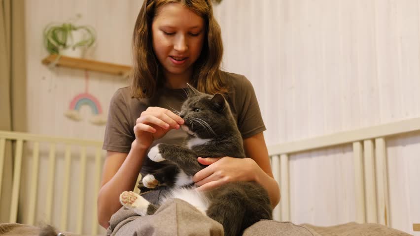 Teenager Girl plays with a cat. Teenage owner playing with her cat, grooming it. Female teen brushing her feline sitting on the bed at the room. Pet friendship concept. Human Host stroking kitten.