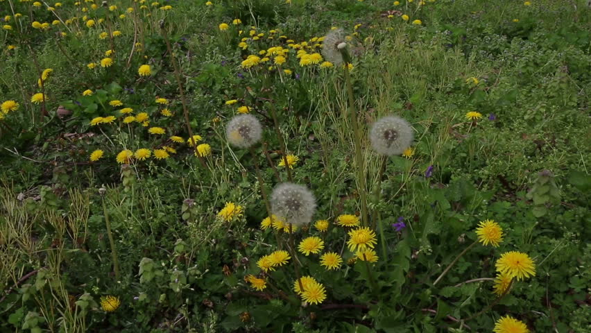 Spring Yellow Dandelions and Seed Stock Footage Video (100