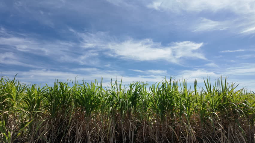 Scenic view of organic sugarcane field during summer, Lopburi, Thailand.
