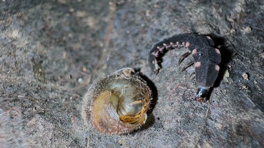 wild toxic firefly larvae glowworm trilobite beetle bite fight crawl insect bug worm light emitting bioluminescence lamprigera lampyridae macro coleoptera rainforest iran zoology entomology at night