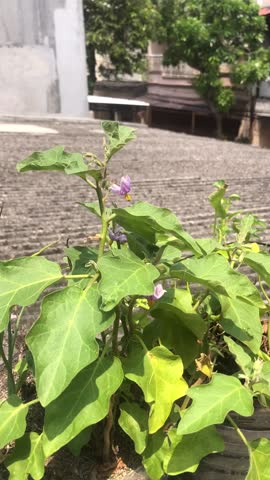 Fresh pakcoy and scallion (green onion) plants growing lushly in recycled water gallon container. Urban farming and sustainable gardening concept.