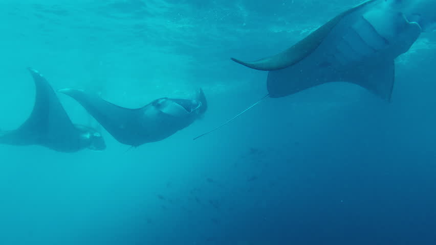 Group of the giant oceanic manta rays, giant manta rays or oceanic manta ray, Mobula birostris swim in the ocean