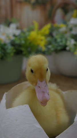 Cute little fluffy duckling sits in an egg. Yellow duckling symbol of Easter. Slow motion vertical video 4K