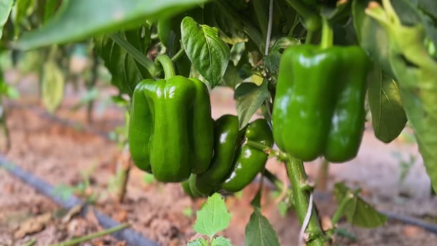 Immerse viewers with this stunning 4K close-up of fresh green bell peppers hanging in a vibrant garden. Perfect for food, agriculture, and nature-themed projects.