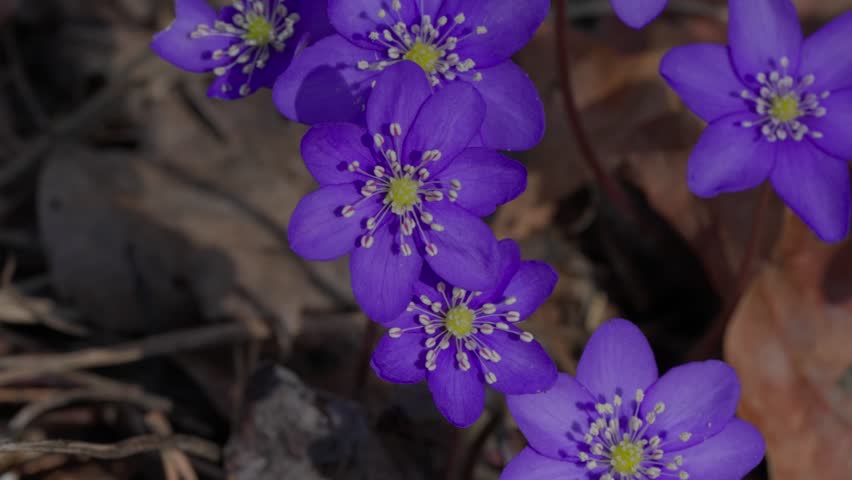 Flower - Anemone americana.
A purple flower sways in the wind.
Macro shot.