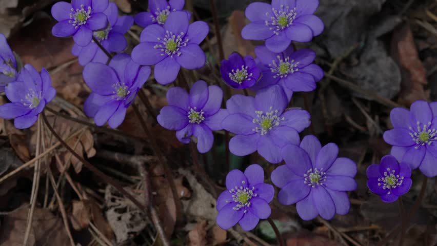 Flower - Anemone americana.
A purple flower sways in the wind.
Macro shot.
