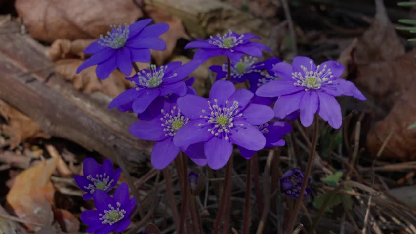 Flower - Anemone americana.
A purple flower sways in the wind.
Macro shot.