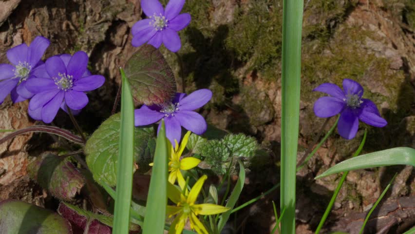 Flower - Anemone americana.
A purple flower sways in the wind.
Macro shot.