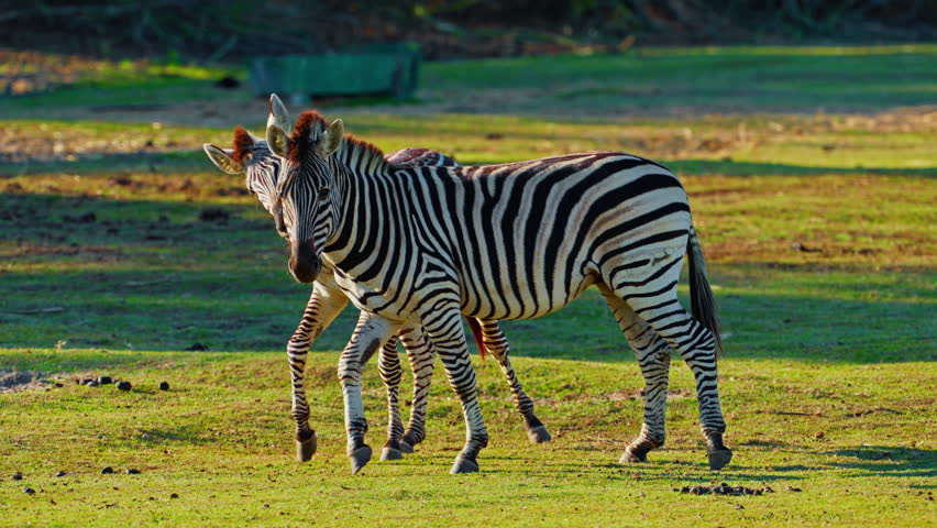 A pair of zebras in love caress each other on a green field in the savannah