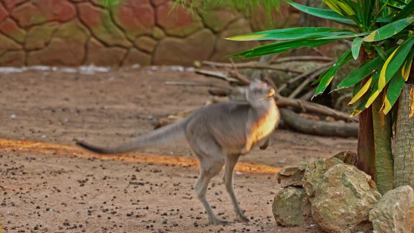 Wallaby Kangaroo is a species of kangaroo. Close-up jumping kangaroo