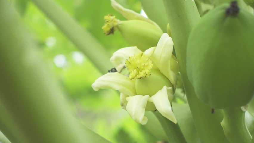 A papaya (Carica papaya L.). The white flowers of the papaya tree are the precursors to growing into papaya fruit. Many papayas on the fruit trees