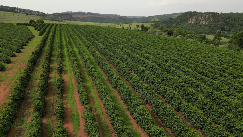 Aerial view of a coffee plantation in Minas Gerais, Brazil. Neat rows of coffee plants under tropical light, showing rural agriculture and mountainous landscape.