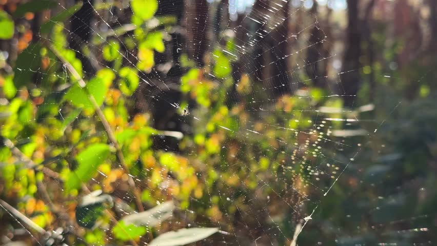 Spiderweb swaying in wind at forest with sunlight at background. Spider builds a cobweb at woodland. Beautiful nature scene on summer park at sunset. Concept of wildlife. Slow motion