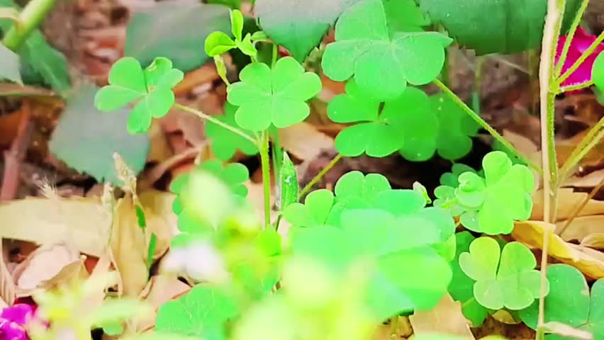 vegetable, freshness, seasoning, paprika, ingredient, harvest, green pepper, chilli, organic, nature, herb, green, fresh, weather, video, thailand, strength, springtime, spice, scented, ripe, refreshm