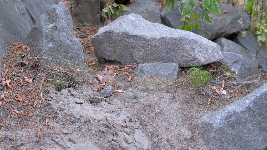 Large granite boulders lie on the shore of a pond, surrounded by green bushes and trees. Dry fallen leaves are scattered on the ground. Perfect for projects related to nature, geology, or landscapes.