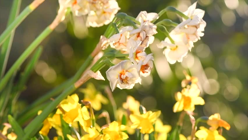 Daffodils, Narcissus, white Daffodil flowers in spring garden blooming, Easter background, bouquet. Beautiful Spring Easter daffodils growing, beauty flower. Slow motion. 