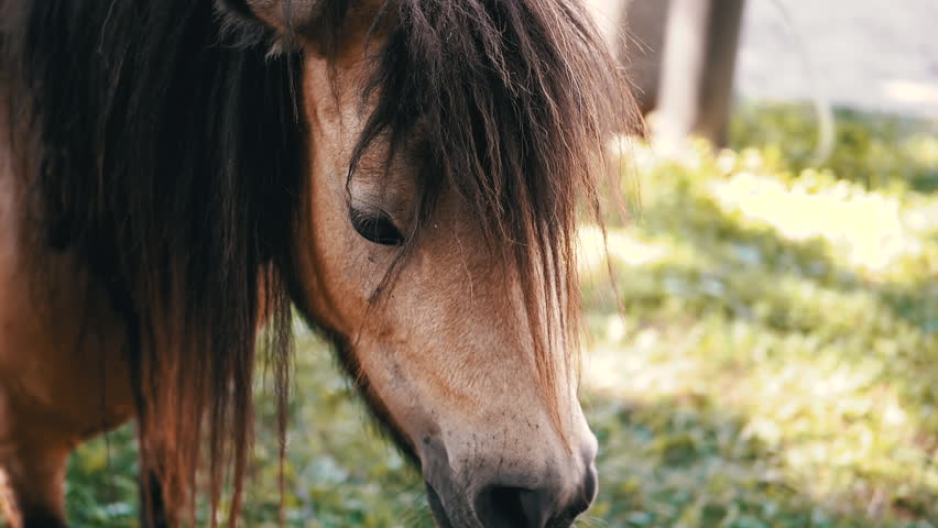 Close-up of a pony in a meadow, showcasing subtle color adjustments that enhance the natural beauty of the scene.
