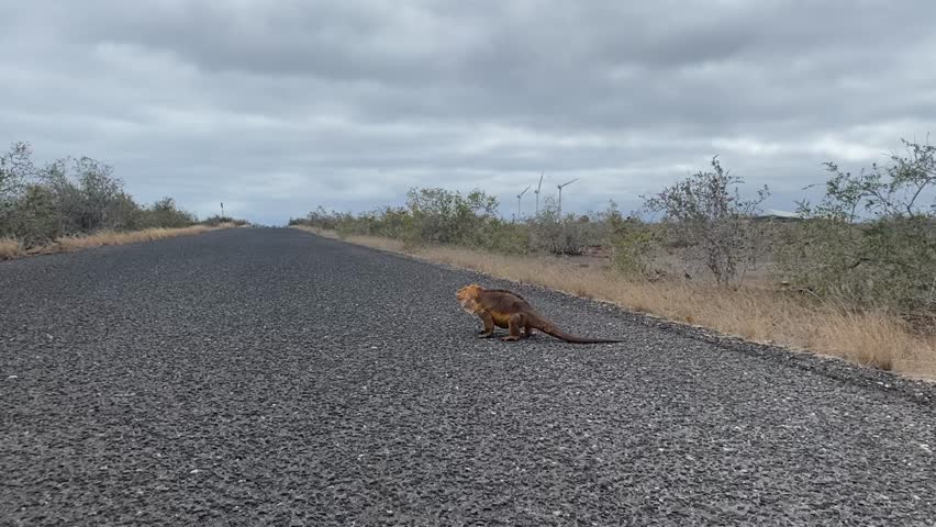 Galapagos land iguana: iconic reptile with yellowish skin, feeds on cacti and inhabits dry volcanic areas of the archipelago.
