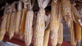 Dried corn hangs from a wooden beam in a barn, ready for storage or use. This rustic scene evokes a sense of harvest and autumnal abundance. - Powered by Shutterstock - Get 15% off with code: PIKWIZARD15