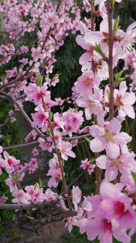 Springtime peach blossoms in full bloom, delicate pink flowers on branches