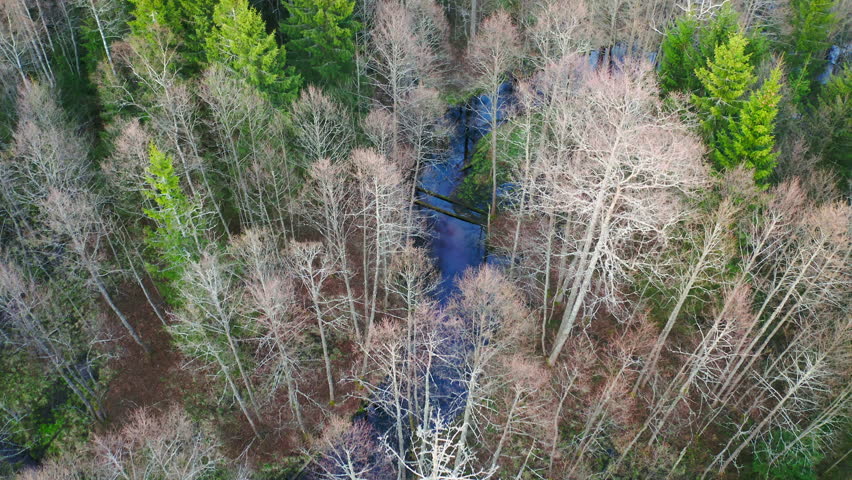 Aerial view. Natural, winding forest river. Mixed forest in spring. Trees without leaves. Movement forward. Nature reserve.