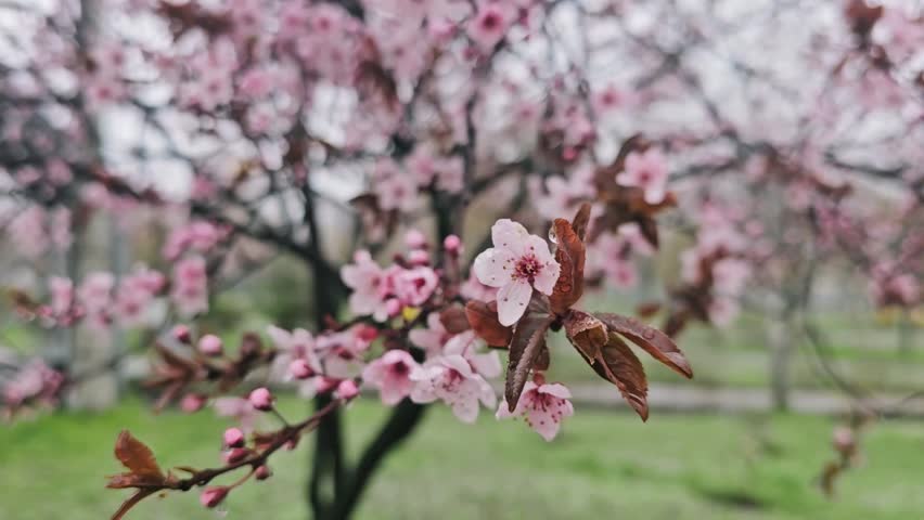 Close up of blooming sakura trees covering wet snow. Snowy weather. Beautiful cherry blossom flowers. Slow motion.