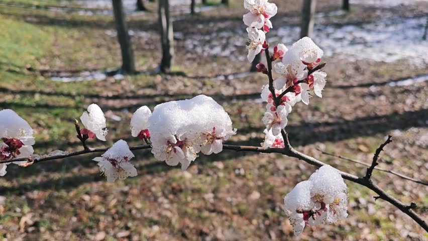 Close up of blooming sakura trees covering wet snow. Snowy weather. Beautiful cherry blossom flowers. Slow motion.