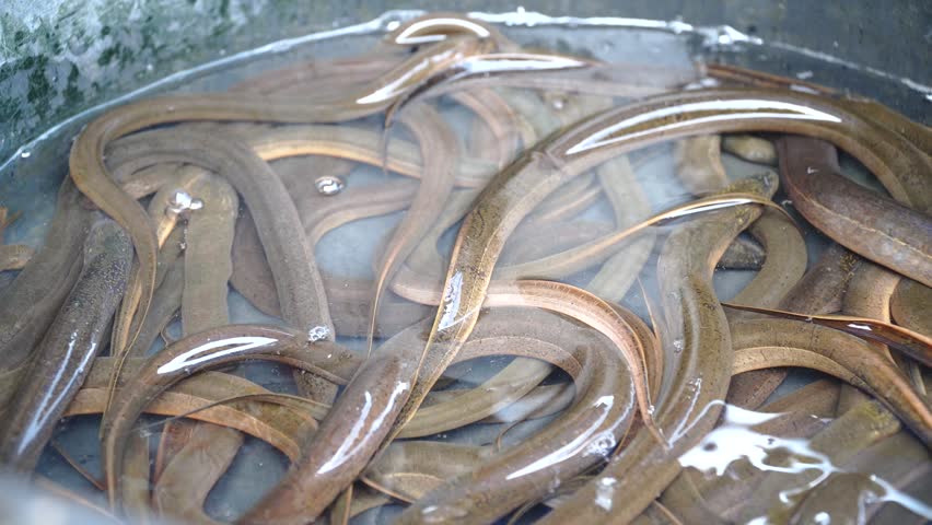 A bunch of brown eels in the water in a bucket