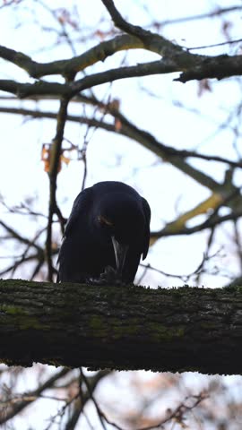 The black crow bites a nut while sitting high on a tree