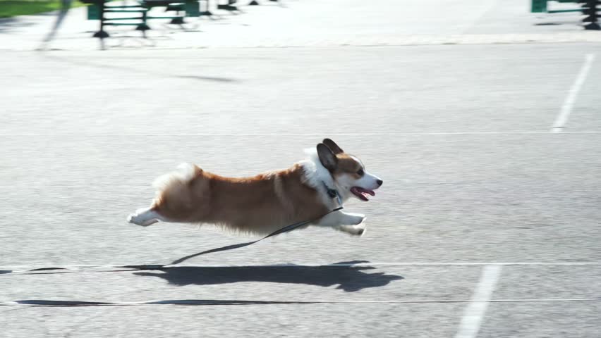 Red and white Welsh Corgi Pembroke runs on a rubber surface in a park, happily and with his tongue hanging out. A walk on a sunny day in a city park. Care concept, animal life
