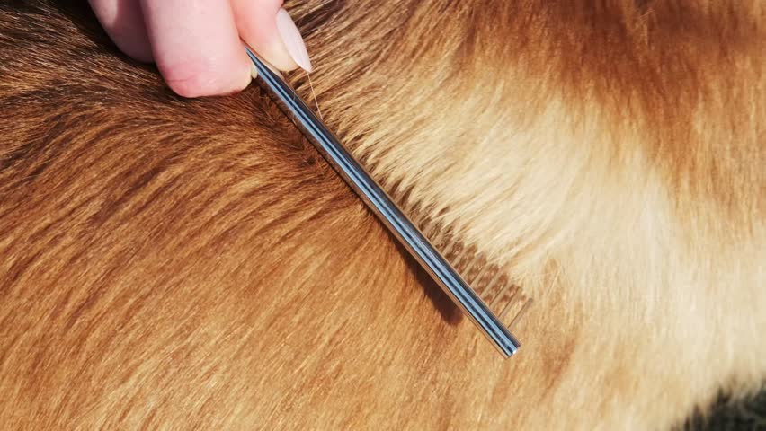 Girl combs a red and white Welsh Corgi Pembroke in the park with a large comb. Close-up. Walking on a sunny day in a city park. Grooming concept, animal life
