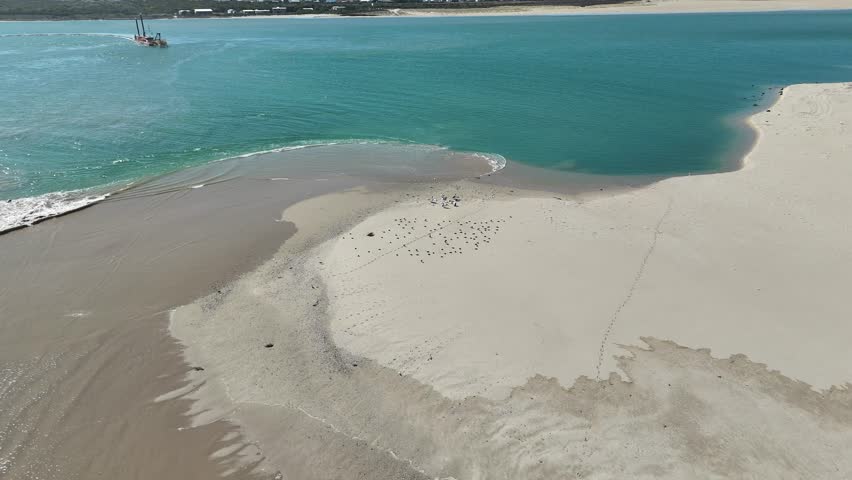 Australian wildlife with a group of Australian pelican birds near the water’s edge in Coorong National Park – 4K aerial drone footage - Murray Mouth Lookout, Hindmarsh Island, Goolwa, South Australia