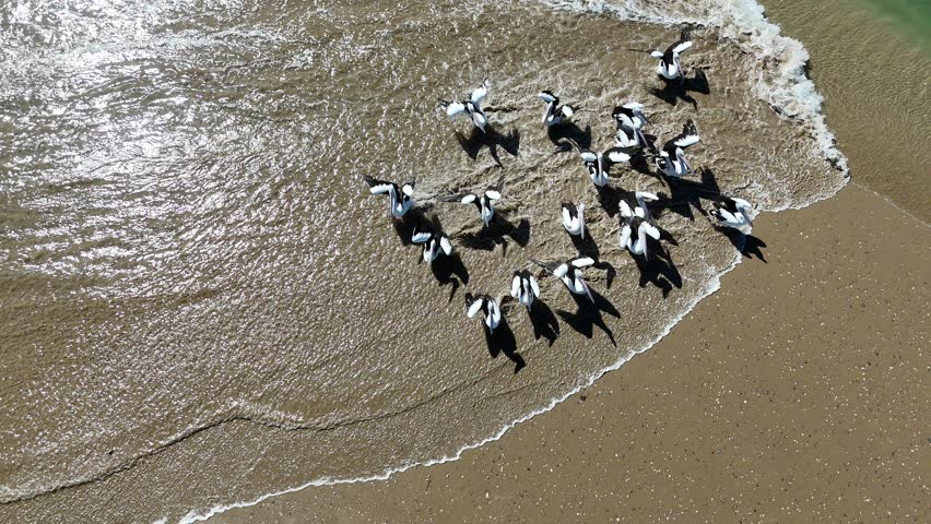 Australian pelicans on the sandy shore of Coorong National Park – captured in 4K aerial drone footage from Murray Mouth Lookout, Hindmarsh Island, South Australia, featuring iconic Australian wildlife