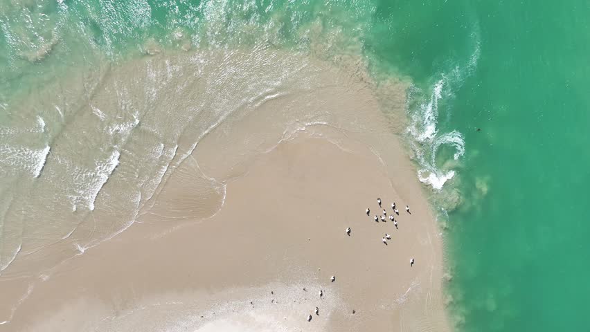 Australian wildlife with a group of Australian pelicans near the water’s edge in Coorong National Park – 4K aerial drone footage from Murray Mouth Lookout, Hindmarsh Island, Goolwa, South Australia