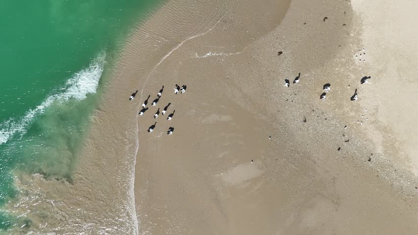 Australian wildlife with a group of Australian pelicans near the water’s edge in Coorong National Park – 4K aerial drone footage from Murray Mouth Lookout, Hindmarsh Island, Goolwa, South Australia