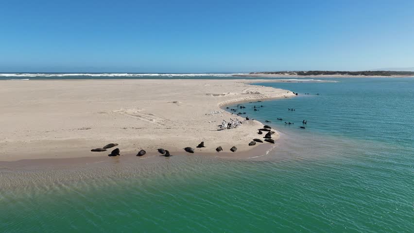 Long-nosed fur seals and Australian pelicans along the shoreline of Coorong National Park – 4K aerial drone footage from Murray Mouth Lookout, South Australia, showcasing iconic Australian wildlife
