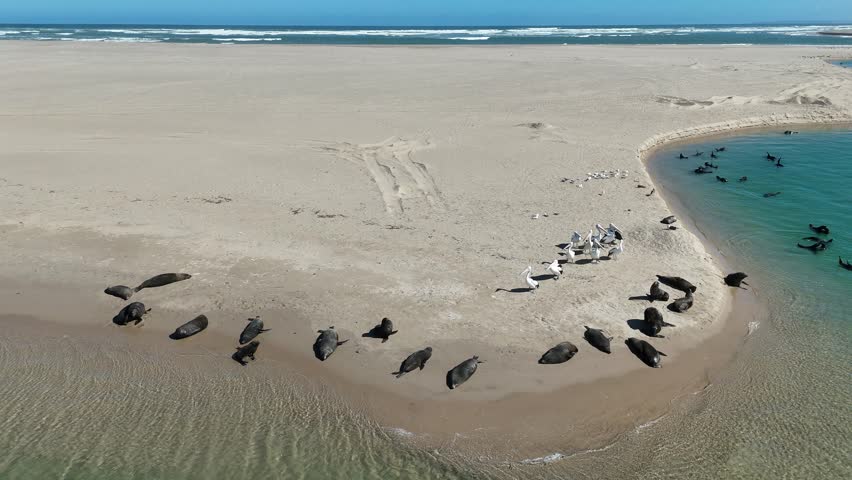 Long-nosed fur seals and Australian pelicans along the shoreline of Coorong National Park – 4K aerial drone footage from Murray Mouth Lookout, South Australia, showcasing iconic Australian wildlife