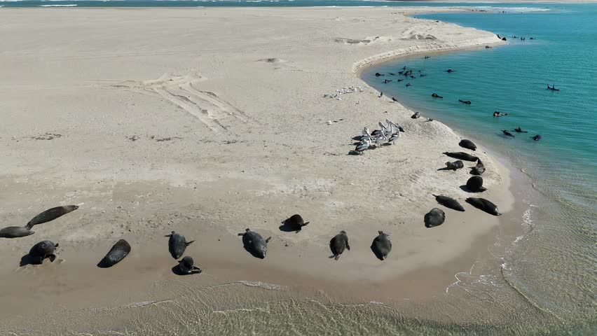 Long-nosed fur seals and Australian pelicans along the shoreline of Coorong National Park – 4K aerial drone footage from Murray Mouth Lookout, South Australia, showcasing iconic Australian wildlife