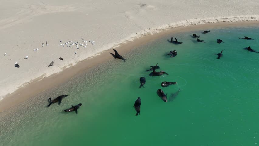 Long-nosed fur seals swimming, lounging, sunbathing along the sandy shoreline of Coorong National Park (South Australia), with seabirds gathered nearby – 4K aerial drone footage - Australia Wildlife