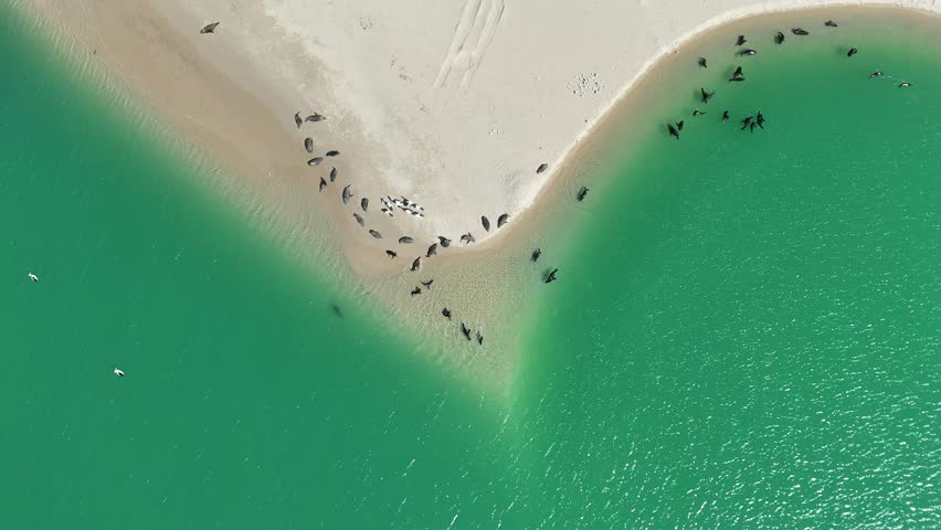 Long-nosed fur seals swimming, lounging, sunbathing along the sandy shoreline of Coorong National Park (South Australia), with seabirds gathered nearby – 4K aerial drone footage - Australia Wildlife