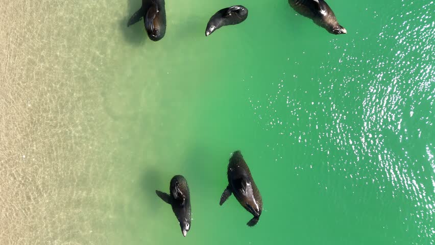 A group of long-nosed fur seals is swimming and lounging along the sandy shoreline of Coorong National Park - 4K Aerial Drone Footage from Murray Mouth Lookout, Hindmarsh Island, South Australia