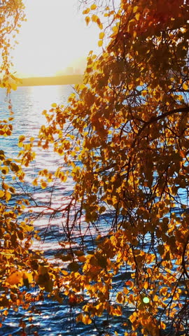Early autumn in the forest. Trees with yellow and green leaves nearby Media. Magnificent autumn tree. Magical landscape.