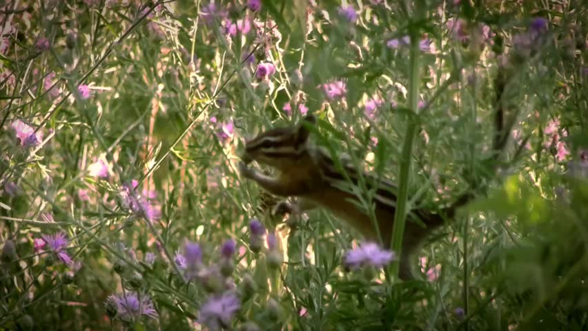 Chipmunk Foraging Amidst Purple Thistle Blossoms