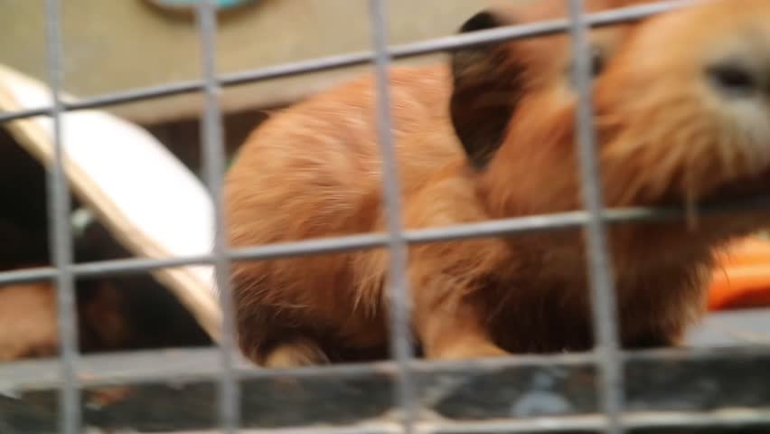 a herd of guinea pigs sticking out their mouths to ask for food. Tikus Belanda.