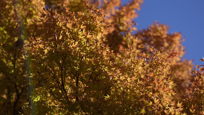 Autumn fall background. Maple leaves in autumn. Autumnal landscape. Leaf fall. Natural beauty of fall. Falling leaves. Fallen maple leaves autumn wallpaper. Autumn leaves. Fall foliage.