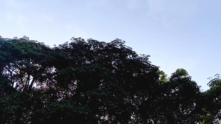 towering trees, as a fence of the yard also cool the heart. looks dark because the morning sun is on the other side.