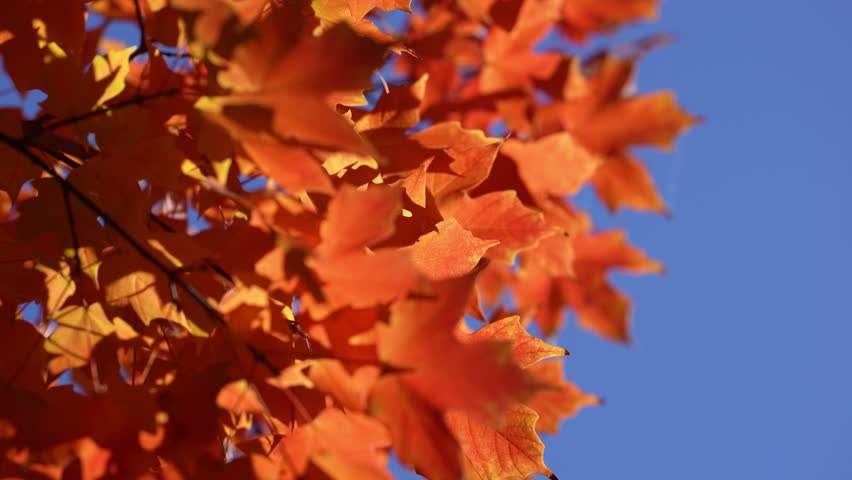 Autumn fall leaves. Maple leaves in autumn. Autumnal landscape. Natural beauty of fall. Falling leaves. Fallen maple leaf autumn wallpaper. Autumn leaves. Fall foliage.