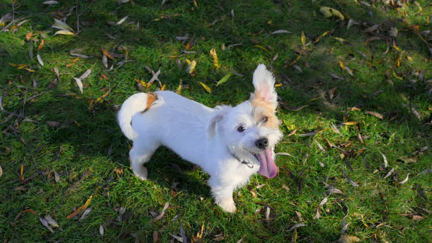 Small dog Jack Russell is wagging a tail with his ear up demanding his toy at bright autumn day