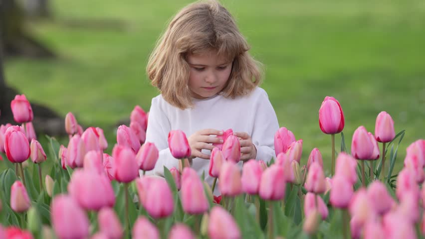 Child in tulip flower field in Holland. Kid in tulips fields in the Netherlands. Kid in blossom tulip flower field. Spring Blooming garden. A young boy smelling the freshly picked tulips.